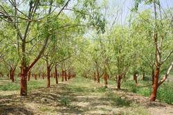 Eine Moringa Farm mit fast ausgewachsenen Bämen (Baimalum)